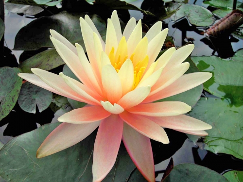 Seerose Nymphaea Sunny Pink